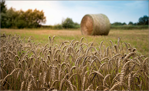 Российская пшеница постепенно дорожает. GASC наконец закупает зерно из России